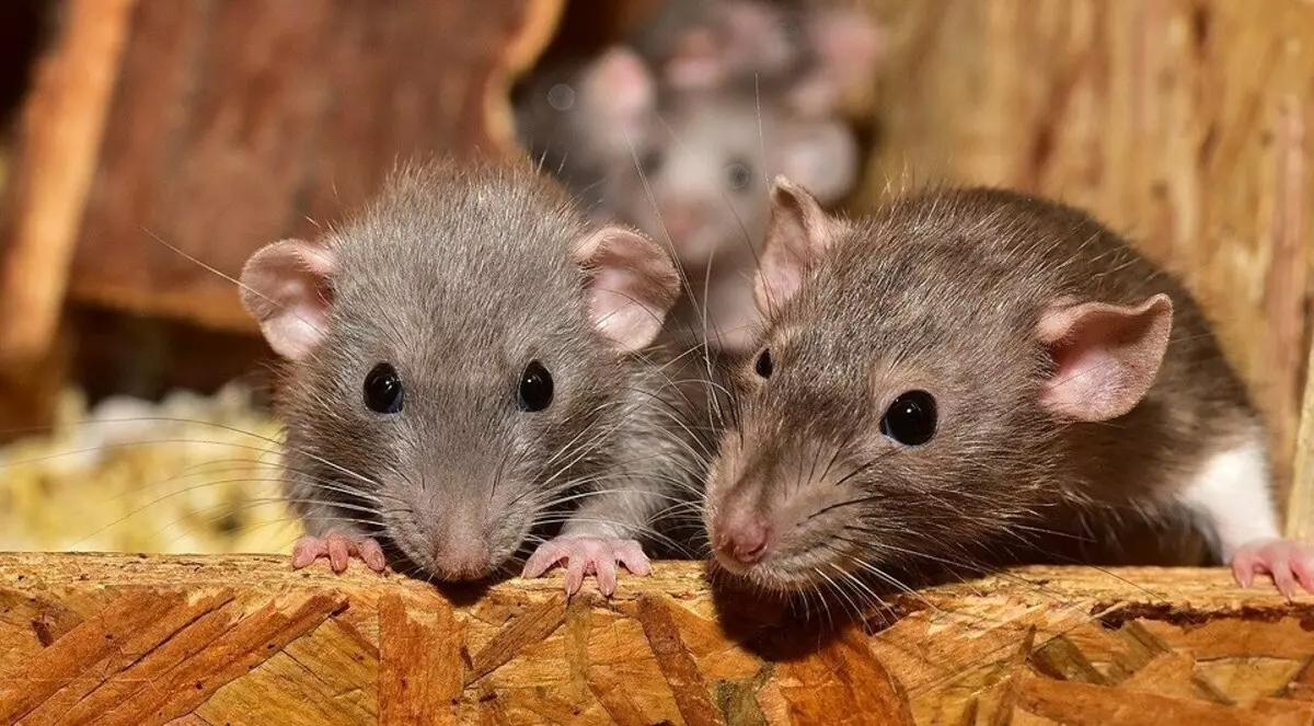 Mis lõhna hirmutab hiirte maja ja korteri: vabaneda närilistelt kiiresti ja ohutult 5465_10