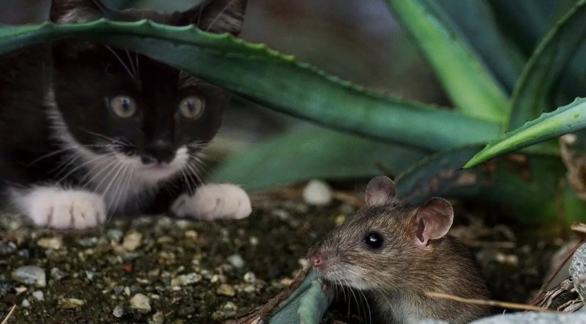 ما الرائحة التي تخيف الفئران في المنزل والشقة: تخلص من القوارض بسرعة وأمان 5465_11