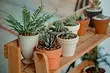 Pest fan indoorplanten: titels, foto's en hoe mei har omgean
