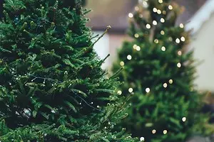 8 choses que vous ne devriez pas faire avec un arbre de Noël en direct 5474_1