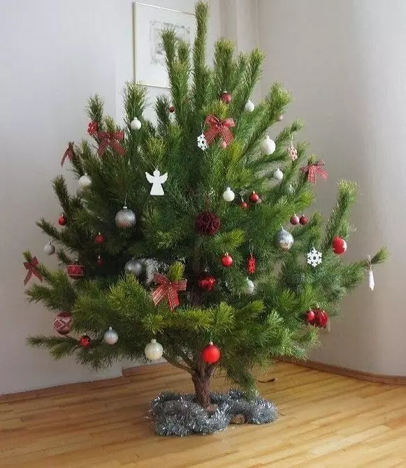 Cum să alegeți copacul de Crăciun drept: instrucțiuni în 3 pași 5525_17