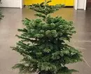 Comment choisir le bon arbre de Noël: instruction en 3 étapes 5525_20