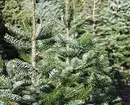 Como elixir a árbore de Nadal adecuada: instrución en 3 pasos 5525_30