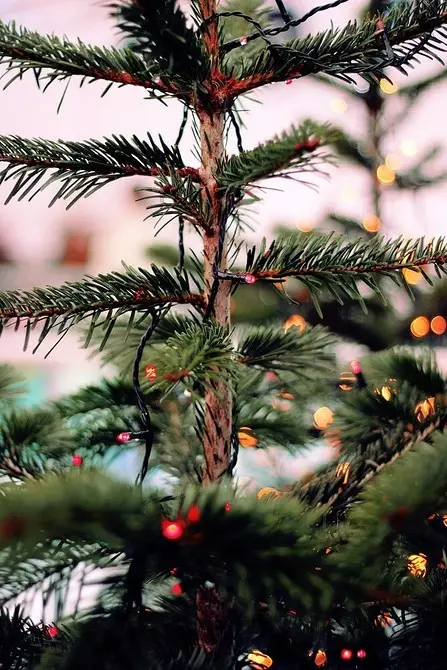 كيفية اختيار شجرة عيد الميلاد اليمنى: التعليمات في 3 خطوات 5525_5