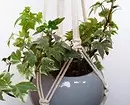 6 planten die u zelfs kunt ... in de badkamer (en niets zal zijn!) 5569_26