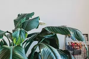 5 plants that will create an atmosphere of tropics in a regular apartment