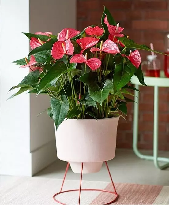 5 plants that will create an atmosphere of tropics in a regular apartment 561_10