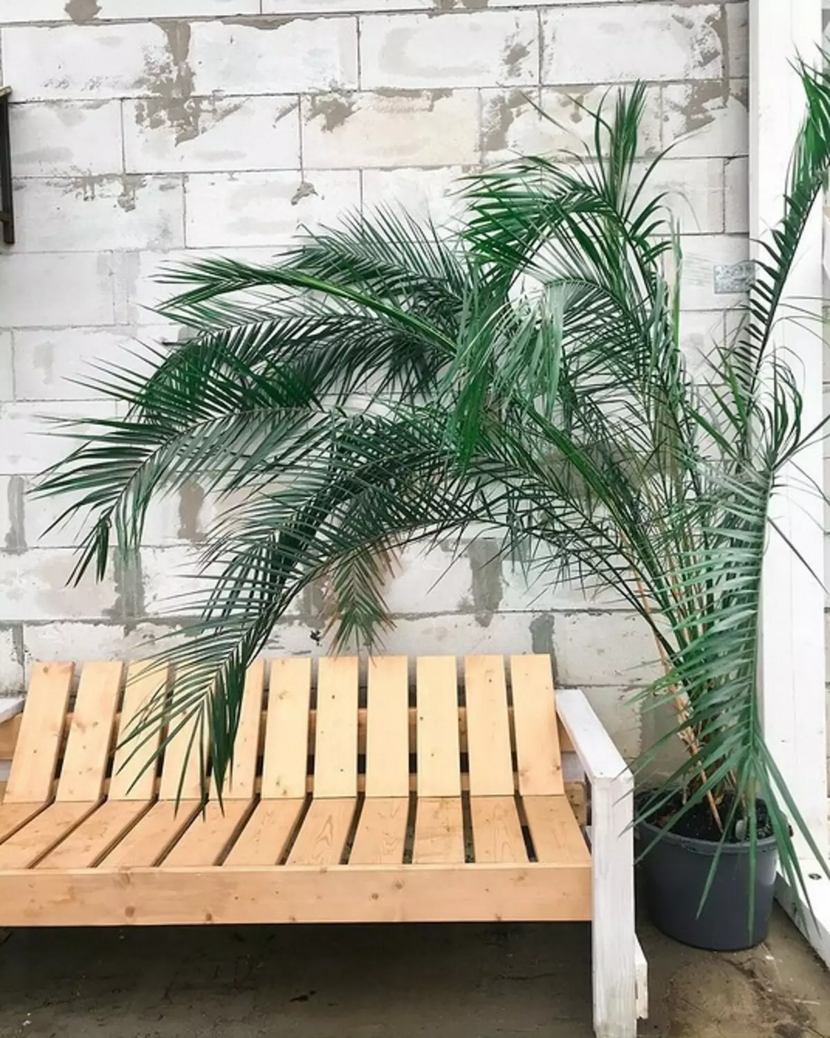 5 plantas que crearán una atmósfera de trópicos en un apartamento regular. 561_15