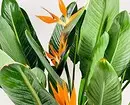 5 planter som vil skape en atmosfære av tropene i en vanlig leilighet 561_19