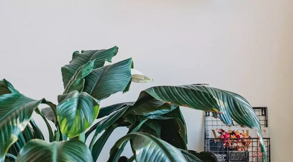 5 plantas que crearán una atmósfera de trópicos en un apartamento regular.