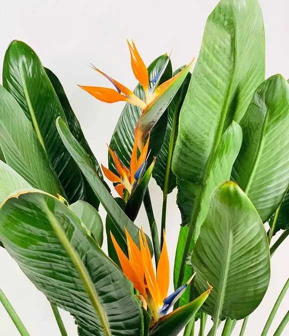 5 kasveja, jotka luovat tropiikan tunnelman tavallisessa asunnossa 561_21