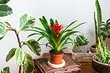 5 látványos növények otthon, amelyek valójában nagyon könnyűek