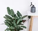 5 گیاه که فضای های استوایی را در یک آپارتمان منظم ایجاد می کند 561_23