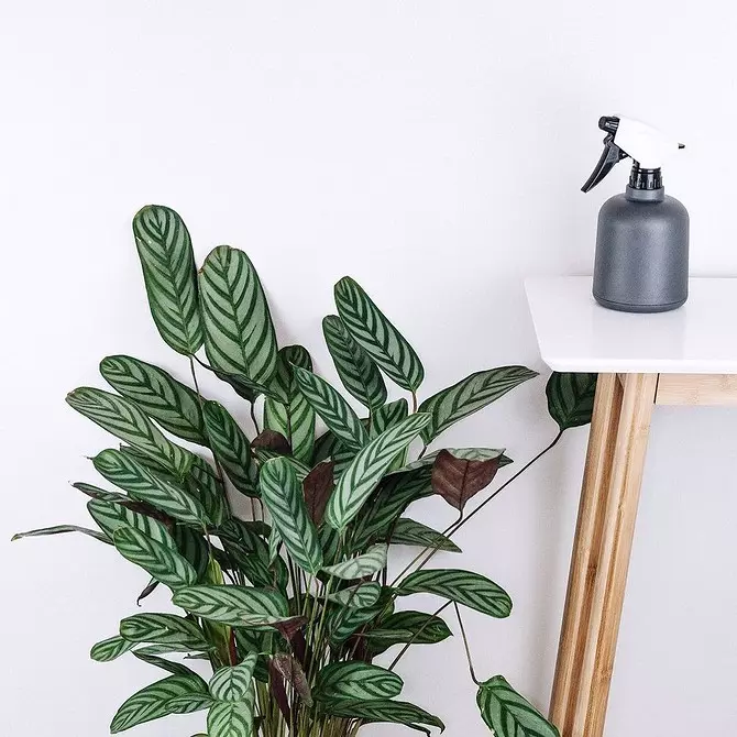 5 växter som kommer att skapa en atmosfär av tropikerna i en vanlig lägenhet 561_25