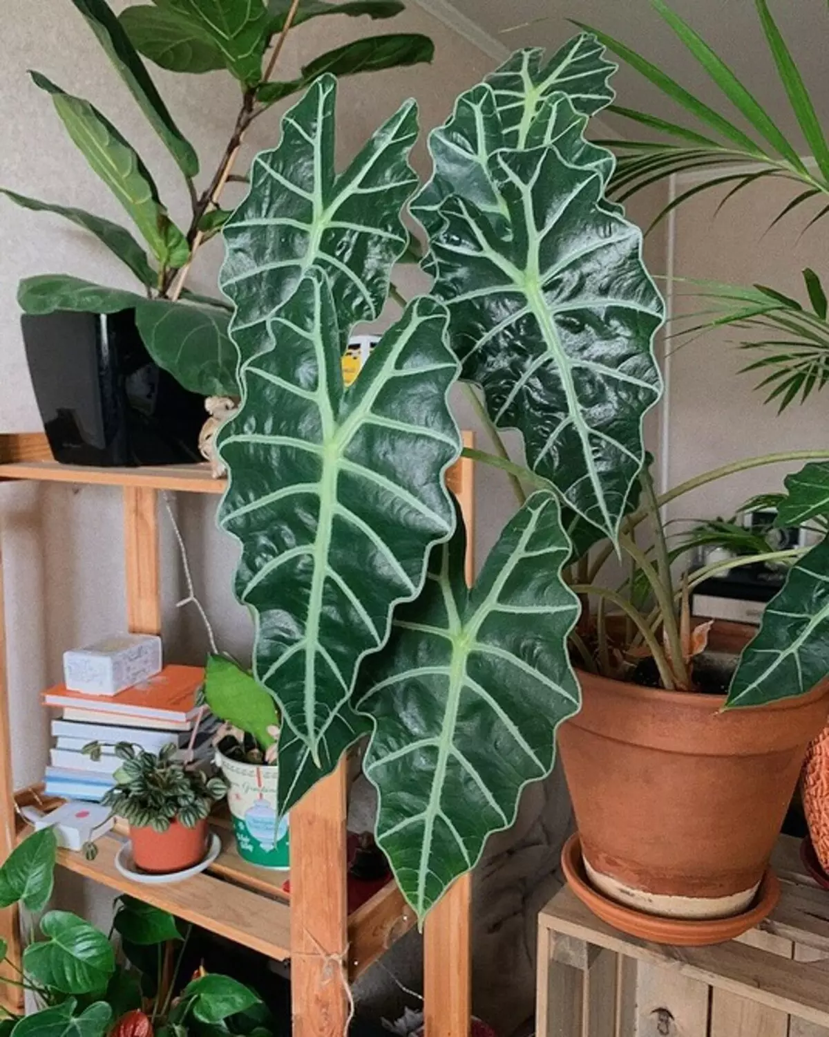5 bimë që do të krijojnë një atmosferë të tropikëve në një apartament të rregullt 561_5