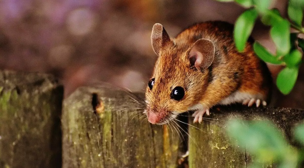 Hogyan kell kezelni az egereket egy magánházban: a leghatékonyabb módok áttekintése 5707_12