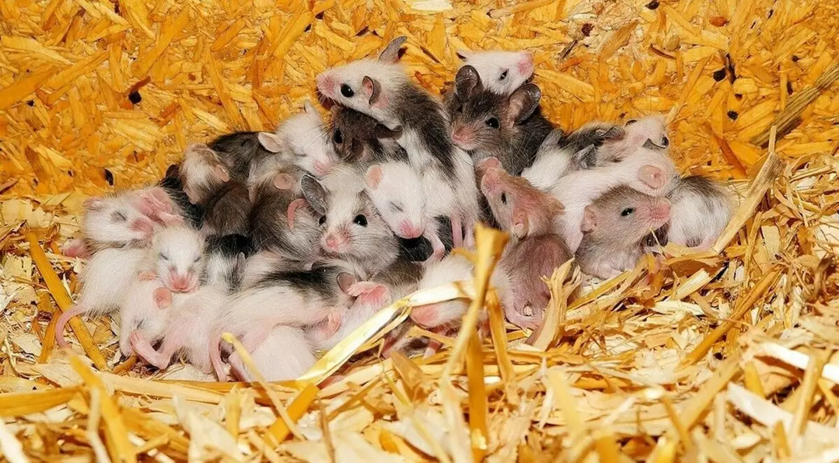 Hogyan kell kezelni az egereket egy magánházban: a leghatékonyabb módok áttekintése 5707_13