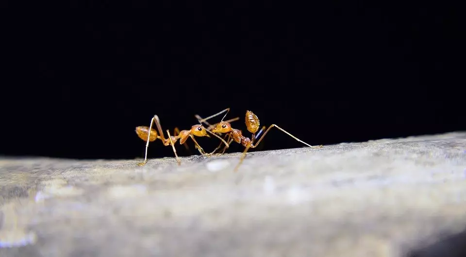 كيفية سحب النمل من الحمام ومنعهم من الظهور 5710_10