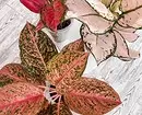 6 plantas internas lindas com folhas coloridas 587_12