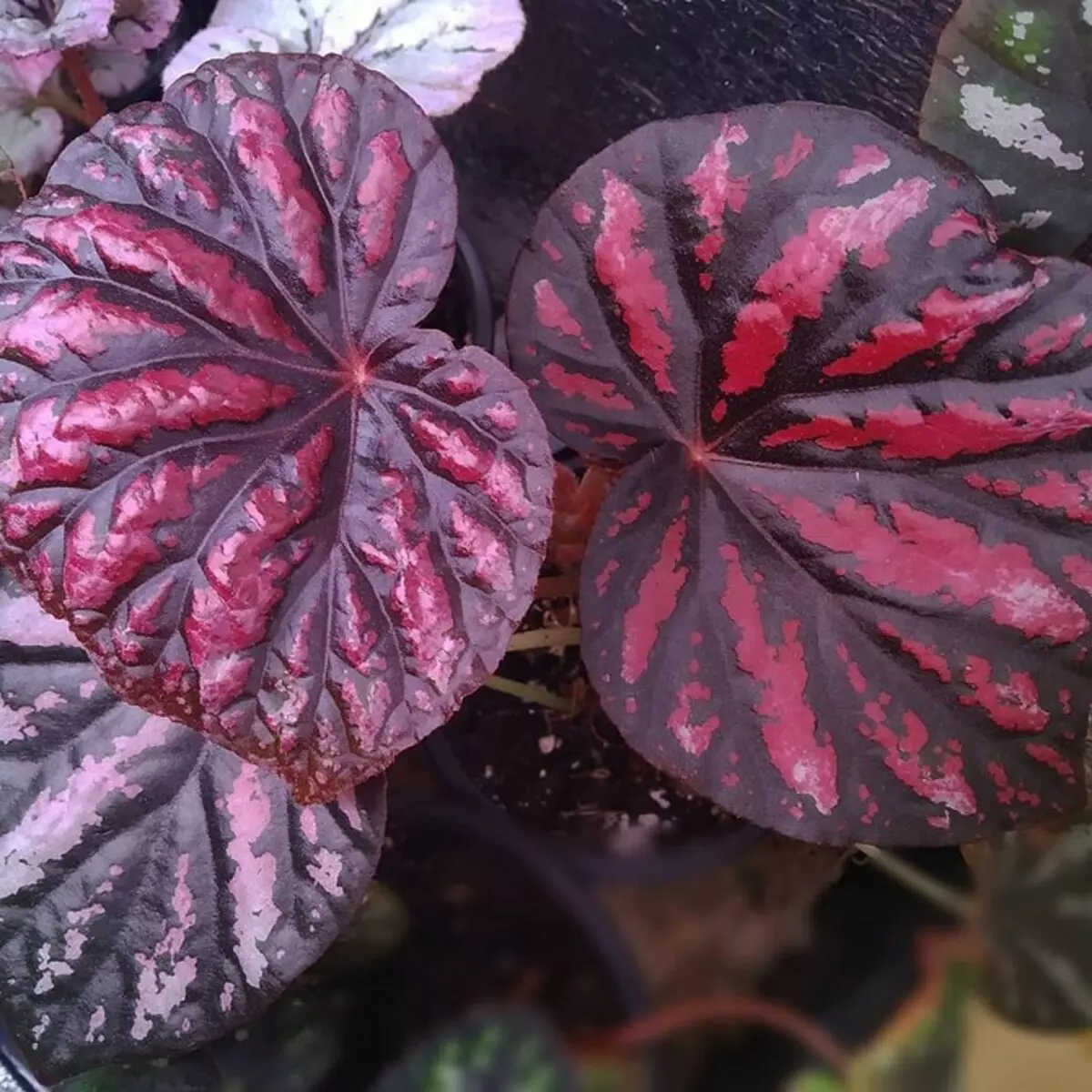 6 hermosas plantas de interior con follas de cores 587_24