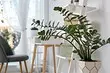 8 Plantas de interior más hermosas para su apartamento (y no es necesario)