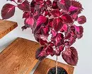 6 красивих кімнатних рослин з кольоровими листям 587_8