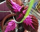 6 prekrasnih unutarnjih biljaka sa obojenim lišćem 587_9