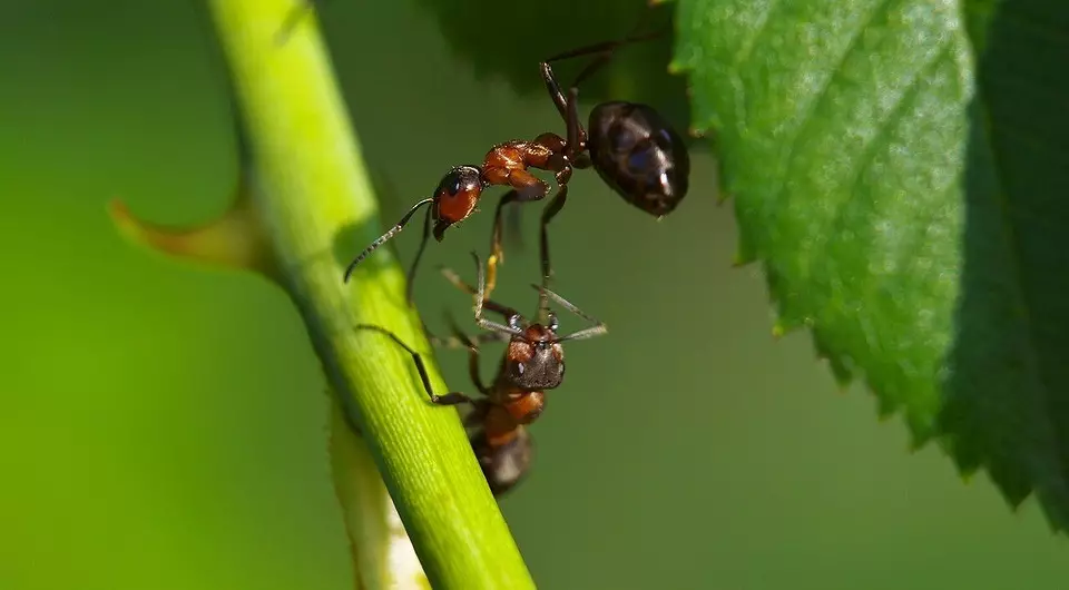 Как да се отървете от мравки в градината веднъж завинаги 5925_15