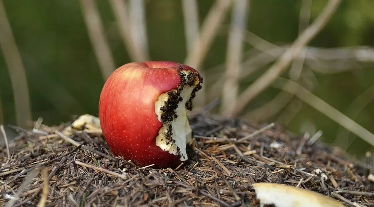 Wie kann man Ameisen einmal und für alle im Garten loswerden? 5925_17