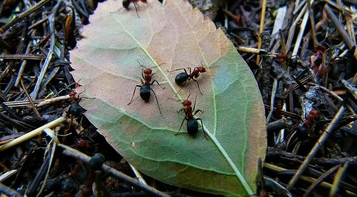 Si të shpëtoj milingonat në kopsht një herë dhe për të gjithë 5925_3