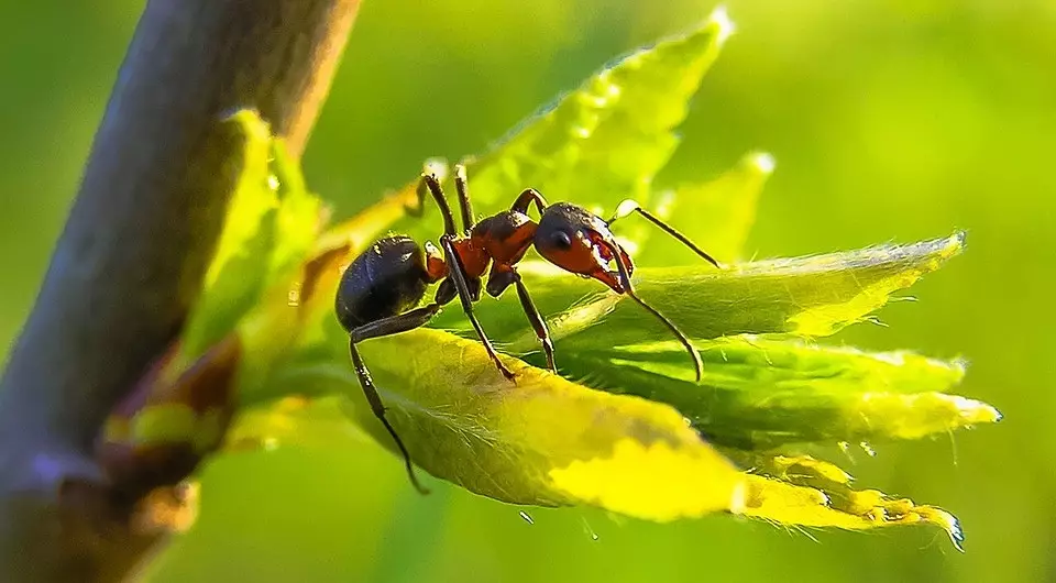 Jak se zbavit mravenců v zahradě jednou provždy 5925_6