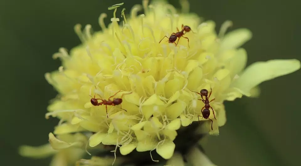Kako se znebiti mravljev na vrtu enkrat in za vse 5925_8