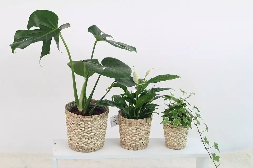 9 piante che puliscono l'aria e migliorano il microclima in casa 6026_14