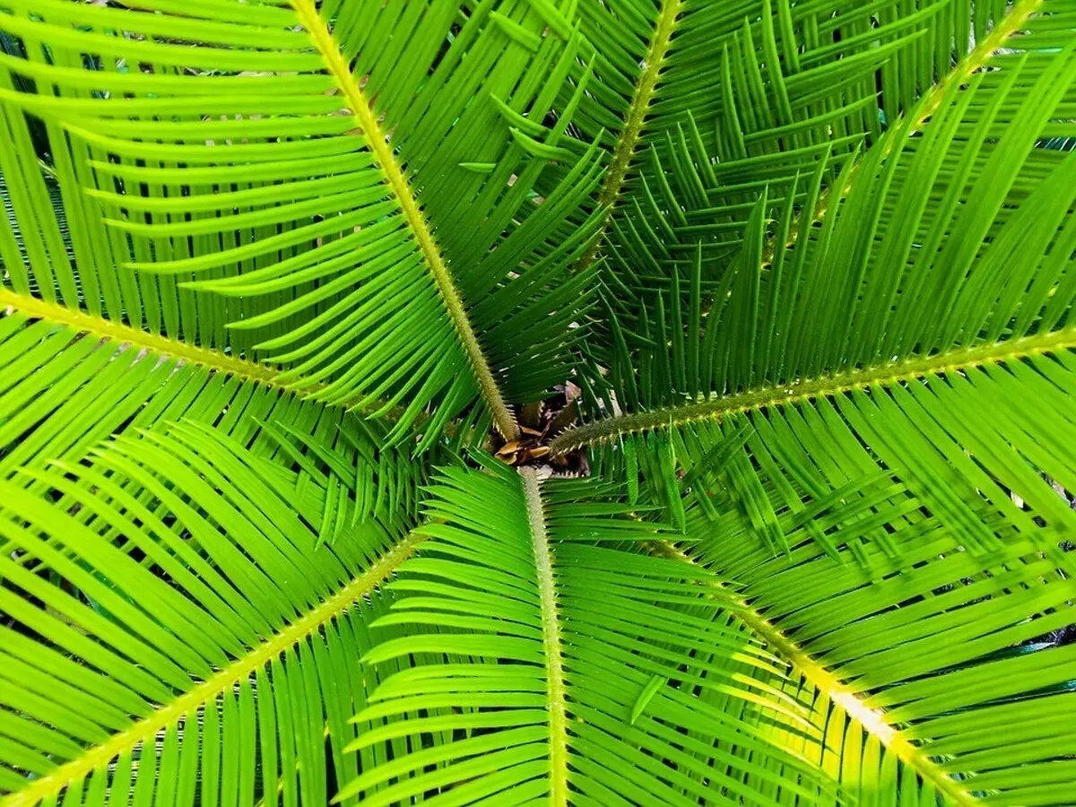 വായു വൃത്തിയാക്കി വീട്ടിൽ മൈക്രോക്ലൈമേഷൻ മെച്ചപ്പെടുത്തുകയും ചെയ്യുന്ന 9 സസ്യങ്ങൾ 6026_20