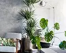 空気をきれいにし、家の中の微気候を改善する9つの植物 6026_7