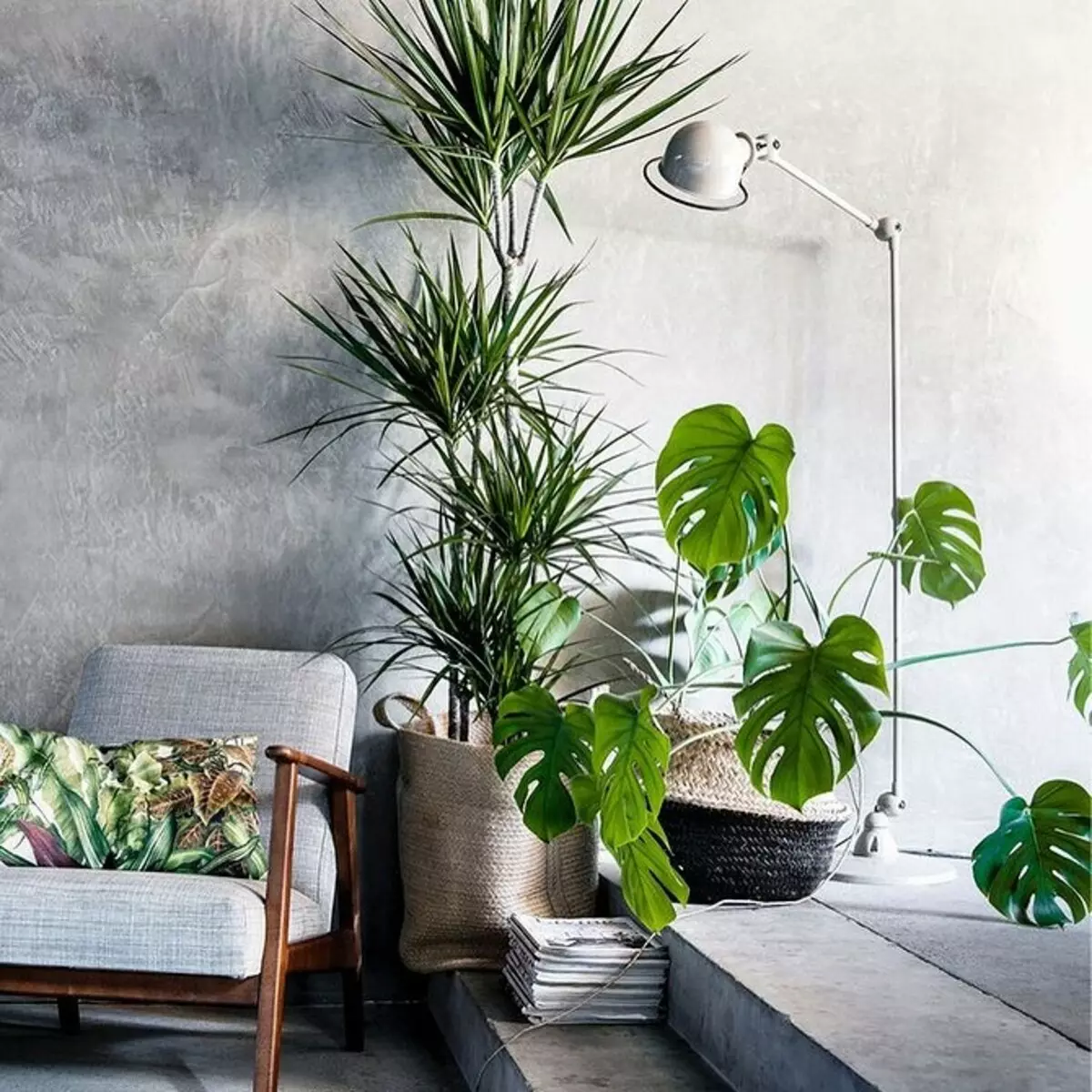 空気をきれいにし、家の中の微気候を改善する9つの植物 6026_9
