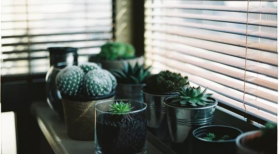 7 plantas em casa que você ainda não conheceu