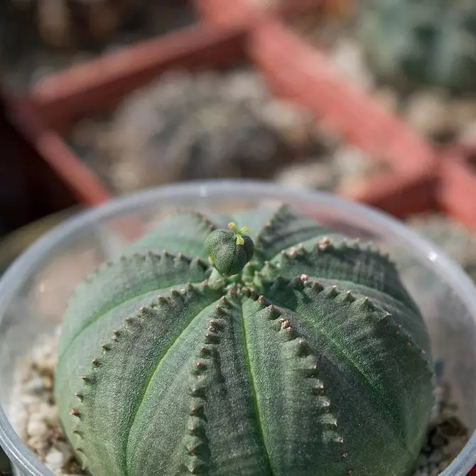 7 plantas em casa que você ainda não conheceu 6093_27