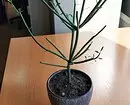 あなたがまだ会っていない7の家の植物 6093_39