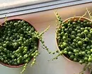 あなたがまだ会っていない7の家の植物 6093_47