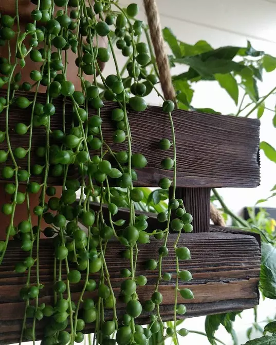 7 plantas em casa que você ainda não conheceu 6093_48