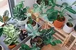 Bandymas: kaip gerai suprantate kambariniams augalams?