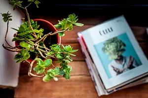 Simple instruction on pruning indoor plants for beginners 625_1