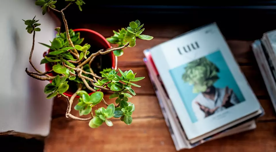 Simple instruction on pruning indoor plants for beginners