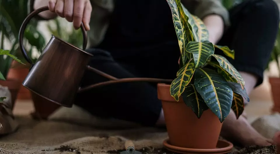 सुरुवातीसाठी इनडोर वनस्पती रोपण करण्यावर सोपा सूचना 625_3