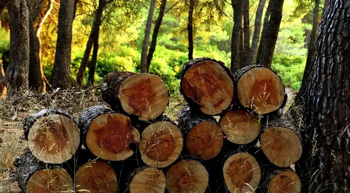 Firewood Harvesting fyrir eigin þarfir: Rétt tækni og öll lögleg næmi 6318_11
