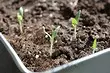 O que semear em fevereiro: 13 legumes, cores e bagas, que tempo para plantar nas mudas agora