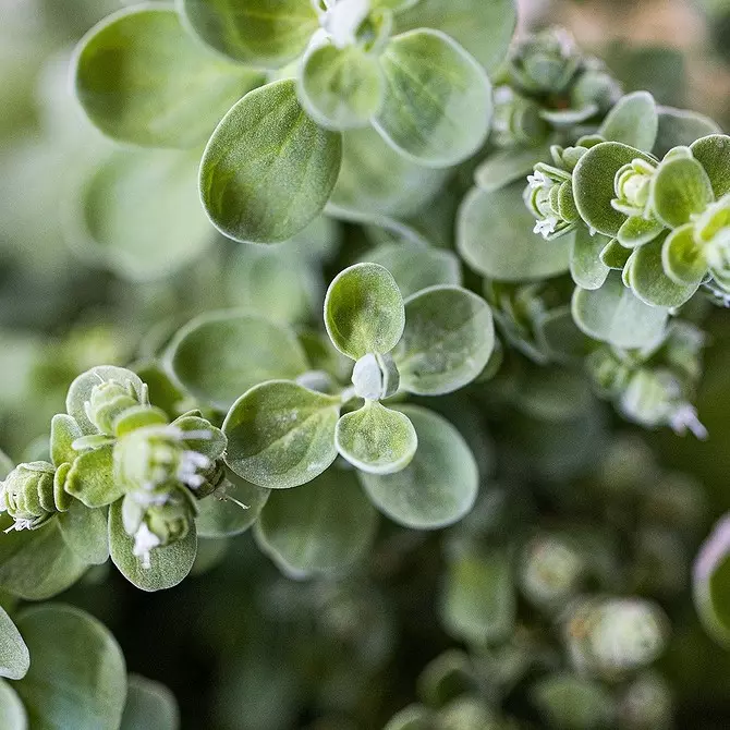 6 augalai, turintys malonų aromatą, kuris gali būti iškrautas namuose 646_11