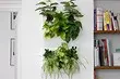 6 plantas espectaculares de interior para un pequeno apartamento