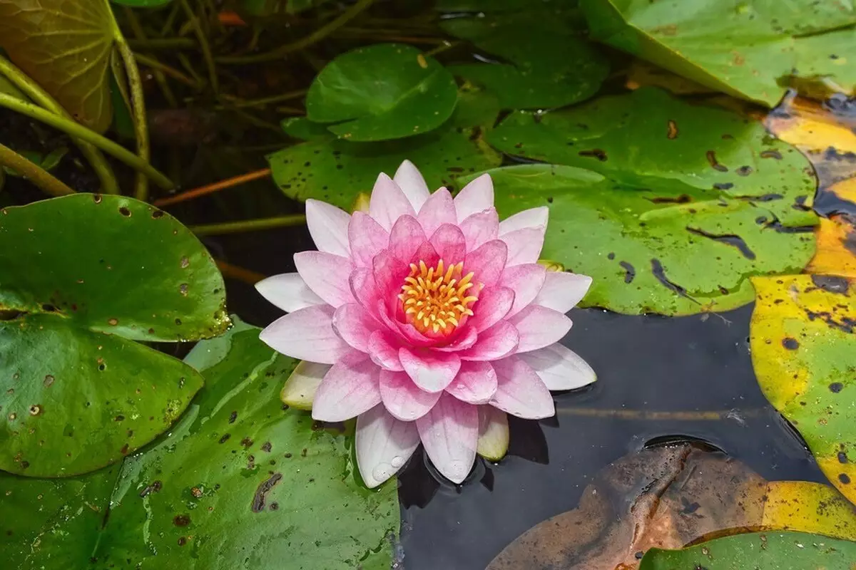 Wie reinigen Sie den Teich auf dem Grundstück: Überblick über alle Methoden und nützlichen Tipps 6474_16